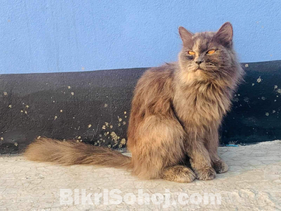 Adult Female Persian